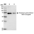 Western Blot of Hexanoyl-Lysine adduct BSA Conjugate Protein (SPR-205)