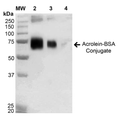 Western Blot of Acrolein BSA Conjugate Protein (SPR-206)