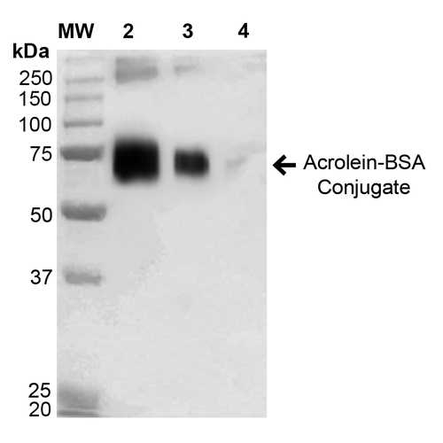 Western Blot of Acrolein BSA Conjugate Protein (SPR-206)