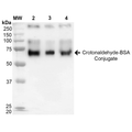 Western Blot of Crotonaldehyde BSA Conjugate Protein (SPR-207)
