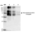 Western Blot of Malondialdehyde BSA Conjugate Protein (SPR-209)