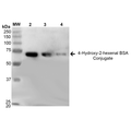 Western Blot of 4-Hydroxy-2-hexenal BSA Conjugate Protein (SPR-210)