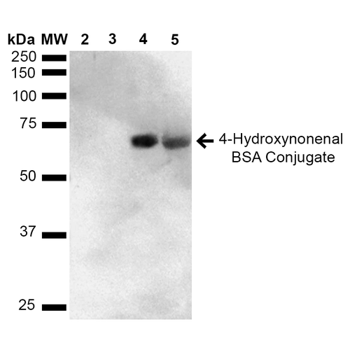 Western Blot of 4-Hydroxynonenal BSA Conjugate Protein (SPR-211)