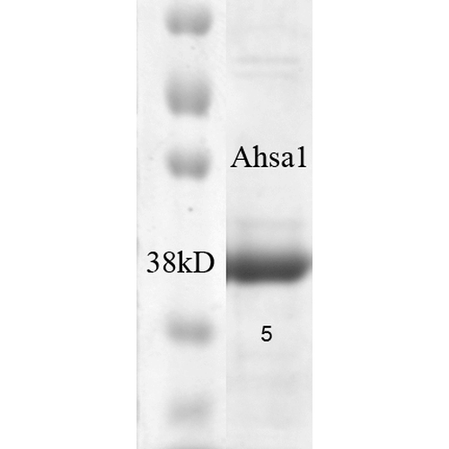SDS-Page of human AHA1 Protein (SPR-300)