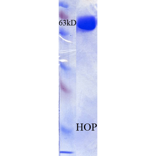 SDS-Page of human HOP Protein (SPR-302)