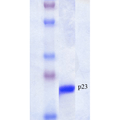 SDS-Page of human p23 Protein (SPR-303)