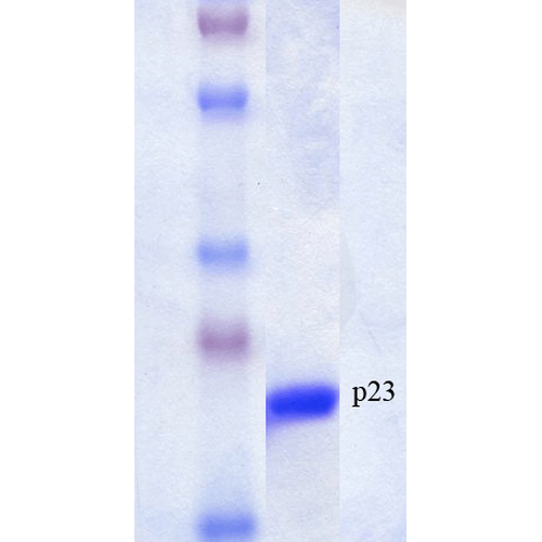 SDS-Page of human p23 Protein (SPR-303)