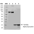 SDS-Page of Human Recombinant Alpha Synuclein Protein Monomer (SPR-316) | Alpha Synuclein monomers (SPR-316) do not form new alpha synuclein fibrils when combined with Type 1 alpha synuclein pre-formed fibrils (SPR-322) as shown by a limited increase in fluorescence intensity by Thioflavin T over time. | Alpha Synuclein Monomer RT-QuiC Assay | LDH assay shows effect of alpha synuclein monomers on mouse primary neurons | MTT assay shows effects of alpha synuclein monomers on mouse primary neurons
