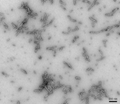 Alpha Synuclein Pre-formed Fibrils – Figure 1 of 9