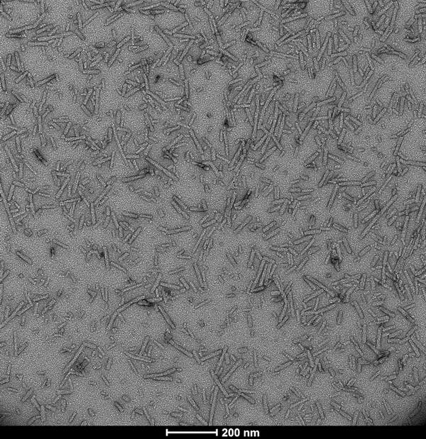 TEM of ATTO conjugated alpha syuclein pre-formed fibrils | TEM of ATTO conjugated alpha syuclein pre-formed fibrils | Thioflavin T Assay for SPR-322-A595