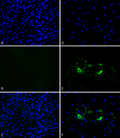 Alpha Synuclein Pre-formed Fibrils – Figure 1 of 9