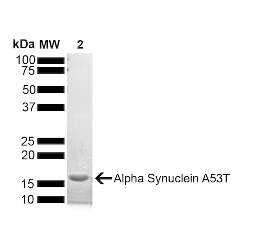 SDS-PAGE of ~14 kDa A53T Alpha Synuclein Monomer (SPR-325) | Thioflavin T emission curves show increased fluorescence (correlated to alpha synuclein aggregation) when A53T alpha synuclein pre-formed fibrils (SPR-326) are combined with A53T alpha synuclein monomers (SPR-325). The pre-formed fibrils seed the formation of new fibrils from a pool of monomers.