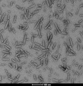 Alpha Synuclein A53T Mutant Pre-formed Fibrils – Figure 1 of 10