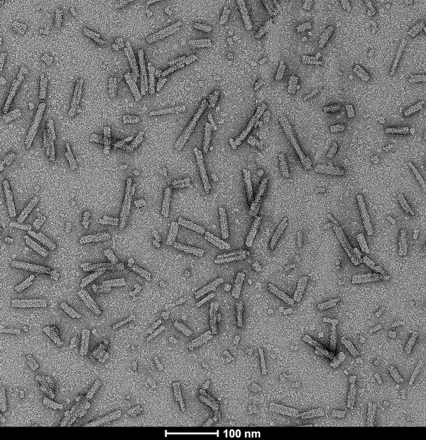 Alpha Synuclein A53T Mutant Pre-formed Fibrils – Figure 1 of 10