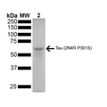 SDS-PAGE of ~67 kDa Human Tau 2N4R P301S Mutant Monomer (SPR-327) | Thioflavin T emission curves show increased fluorescence (correlated to tau aggregation) over time in active tau monomers (SPR-327). A greater increase in fluorescence is seen when 50 uM active monomer (SPR-327) is combined with 10 nM of active fibrils (SPR-329 or SPR-330), as the active fibrils seed the formation of new fibrils from the pool of active monomers.