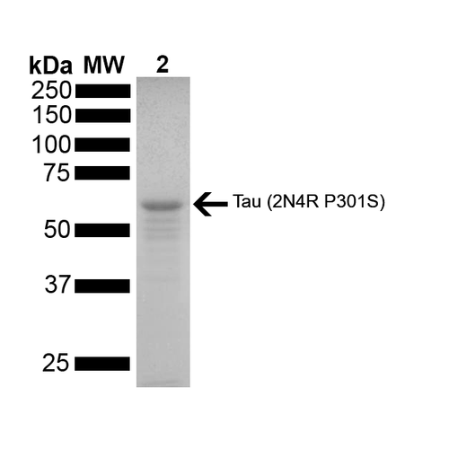 SDS-PAGE of ~67 kDa Human Tau 2N4R P301S Mutant Monomer (SPR-327) | Thioflavin T emission curves show increased fluorescence (correlated to tau aggregation) over time in active tau monomers (SPR-327). A greater increase in fluorescence is seen when 50 uM active monomer (SPR-327) is combined with 10 nM of active fibrils (SPR-329 or SPR-330), as the active fibrils seed the formation of new fibrils from the pool of active monomers.