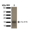 SDS-PAGE of ~16 kDa Human Tau K18 P301L Monomer | Thioflavin T emission curves show increased fluorescence (correlated to tau aggregation) in tau K18 P301L monomers (SPR-328) over time.
