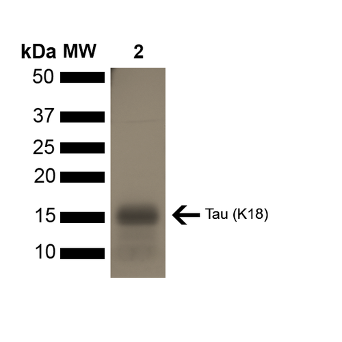 SDS-PAGE of ~16 kDa Human Tau K18 P301L Monomer | Thioflavin T emission curves show increased fluorescence (correlated to tau aggregation) in tau K18 P301L monomers (SPR-328) over time.