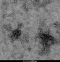 TEM of ATTO conjugated tau pre-formed fibrils | TEM of ATTO conjugated tau pre-formed fibrils | Thioflavin T assay of ATTO-488 conjugated tau fibrils