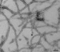 TEM of recombinant Tau (K18), P301L mutant Pre-formed Fibrils (PFFs) | TEM of recombinant Tau (K18), P301L mutant Pre-formed Fibrils (PFFs) | Thioflavin T emission curves show increased fluorescence (correlated to tau aggregation) over time in tau Pre-formed Fibrils (SPR-330). Tau Pre-formed Fibrils (SPR-330) seed the formation of new tau fibrils when combined with tau monomers (SPR-327) | SDS-PAGE of ~15 kDa Human Tau Protein K18/P301L Pre-formed Fibrils (SPR-330)