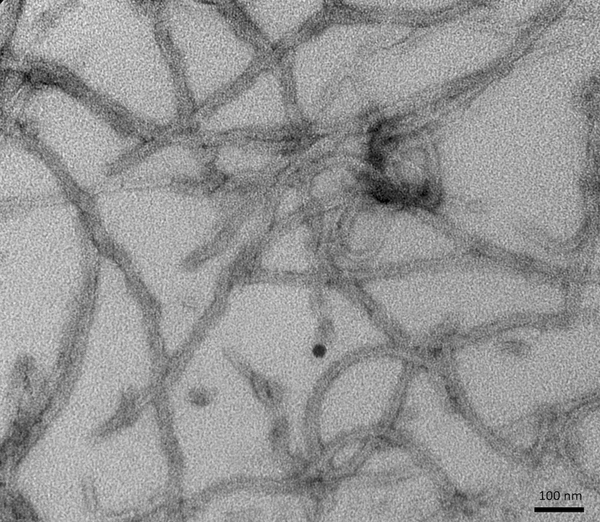TEM of recombinant Tau (K18), P301L mutant Pre-formed Fibrils (PFFs) | TEM of recombinant Tau (K18), P301L mutant Pre-formed Fibrils (PFFs) | Thioflavin T emission curves show increased fluorescence (correlated to tau aggregation) over time in tau Pre-formed Fibrils (SPR-330). Tau Pre-formed Fibrils (SPR-330) seed the formation of new tau fibrils when combined with tau monomers (SPR-327) | SDS-PAGE of ~15 kDa Human Tau Protein K18/P301L Pre-formed Fibrils (SPR-330)
