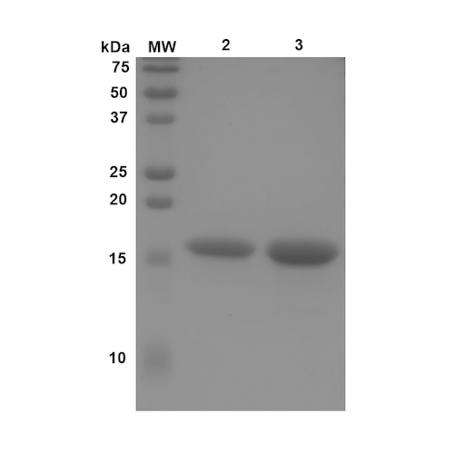 Western Blot of human N-terminal acetylated alpha synuclein (SPR-331) | Thioflavin T Seeding Assay of N-Terminal Acetylated Alpha Synuclein Monomers (SPR-331)