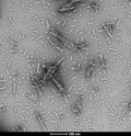 TEM of N-acetylated alpha synuclein PFFs | TEM of N-acetylated alpha synuclein PFFs | Thioflavin T Seeding Assay of N-Terminal Acetylated Alpha Synuclein Pre-Formed Fibrils (SPR-332)