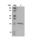 Coomassie gel stain of transthyretin monomer (SPR-451)
