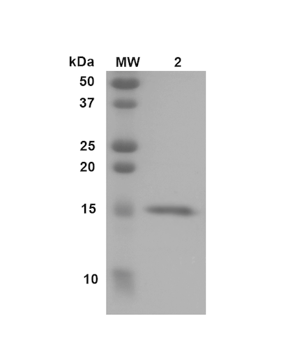 Coomassie gel stain of transthyretin monomer (SPR-452)