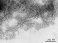 TEM of Active Human Recombinant Beta Synuclein Protein Pre-formed Fibrils (Type 1) (SPR-457) | Primary rat hippocampal neurons treated with human beta synuclein Pre-formed Fibrils (SPR-457)