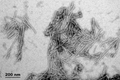 TEM of Active Human Recombinant Gamma Synuclein Protein Pre-formed Fibrils (Type 1) (SPR-459) | Thioflavin T assay shows increased fluorescence when gamma synuclein fibrils and monomers are combined.