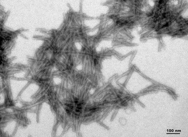 TEM of Active Human Recombinant Truncated Tau Fragment (AA297-391) (dGAE) Protein Pre-formed Fibrils (Type 1) (SPR-461) | TEM of Active Human Recombinant Truncated Tau Fragment (AA297-391) (dGAE) Protein Pre-formed Fibrils (Type 1) (SPR-461) |