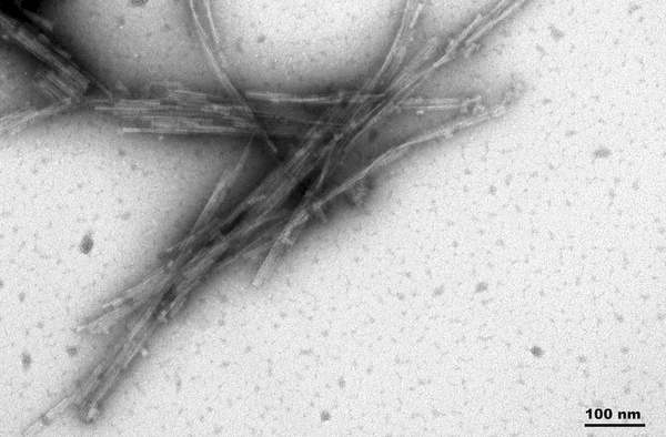 TEM of Active Human Recombinant Truncated Tau (AA297-391) (dGAE C322A) Protein Pre-formed Fibrils (Type 1) (SPR-462) |