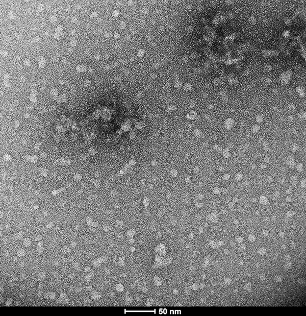 TEM of Epigallocatechin gallate (EGCG)-stabilized alpha synuclein oligomers (SPR-469)