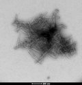 TEM of human SOD1 pre-formed fibrils (PFFs) (SPR-470) | TEM of human SOD1 pre-formed fibrils (PFFs) (SPR-470) | Thioflavin T assay of SOD1 fibrils and monomers
