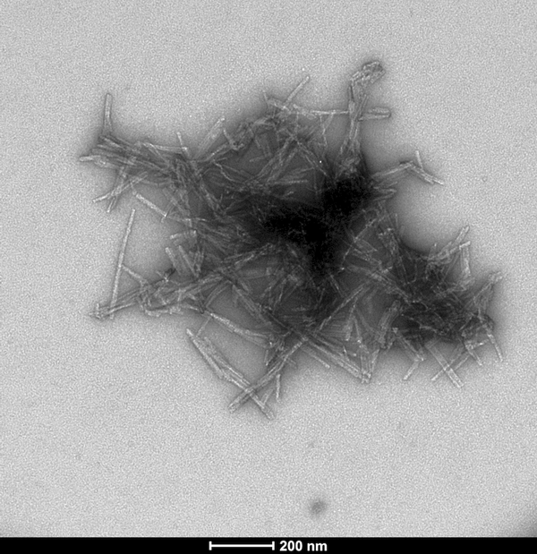 TEM of human SOD1 pre-formed fibrils (PFFs) (SPR-470) | TEM of human SOD1 pre-formed fibrils (PFFs) (SPR-470) | Thioflavin T assay of SOD1 fibrils and monomers