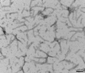 TEM of recombinant tau PFFs (SPR-471) | Thioflavin T assay of tau pre-formed fibrils (SPR-471) | Mass spectrometry analysis of tau PFFs (SPR-471)