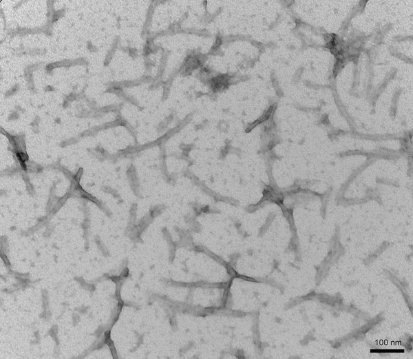 TEM of recombinant tau PFFs (SPR-471) | Thioflavin T assay of tau pre-formed fibrils (SPR-471) | Mass spectrometry analysis of tau PFFs (SPR-471)