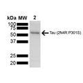 SDS-PAGE of tau protein monomer (SPR-473) | Thioflavin T assay of tau pre-formed fibrils (SPR-473) | Mass spectrometry analysis of tau monomers (SPR-473)