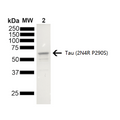 Coomassie gel stain of Mouse Tau Monomer (SPR-474)