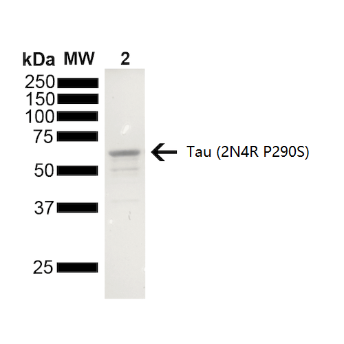 Coomassie gel stain of Mouse Tau Monomer (SPR-474)