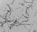 TEM of Human K18 Tau PFFs (SPR-477) | Thioflavin T Seeding Assay of Tau Fibrils (SPR-477)