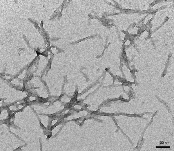 TEM of Human K18 Tau PFFs (SPR-477) | Thioflavin T Seeding Assay of Tau Fibrils (SPR-477)