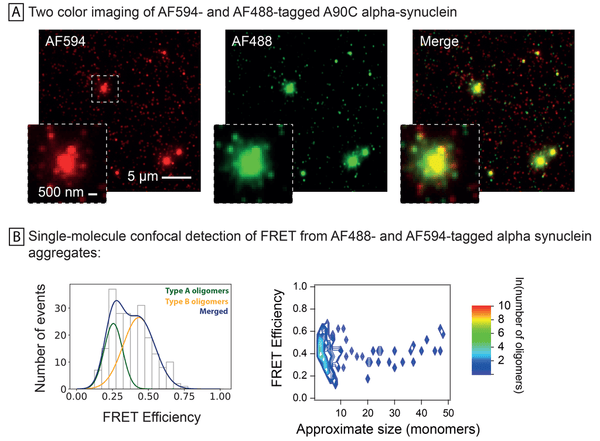 FRET of Alpha Synuclein A90C Monomers (SPR-478) | Coomassie stain of Alpha Synuclein A90C Monomers (SPR-478) | Fibril formation of Alpha Synuclein A90C Monomers (SPR-478) | AFM of Alpha Synuclein A90C Monomers (SPR-478) | Seeding Activity of Alpha Synuclein A90C Monomers (SPR-478)