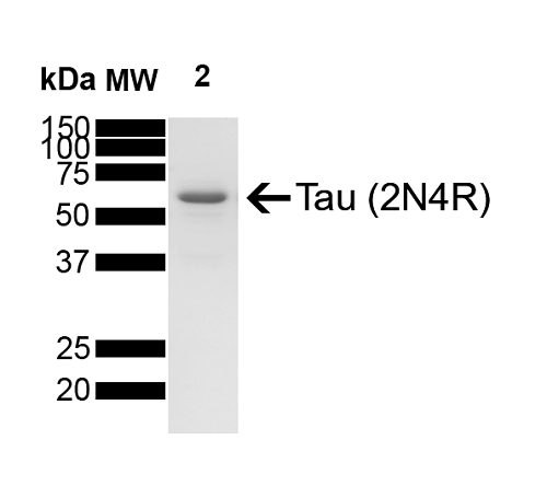 SDS-PAGE of tau protein monomer (SPR-479) | Thioflavin T assay of Tau Wild-Type fibrils (SPR-480) and monomers (SPR-479)
