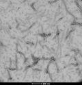 TEM of human recombinant tau wild-type PFFs (SPR-480) | TEM of human recombinant tau wild-type PFFs (SPR-480) | Thioflavin T assay of Tau Wild-Type fibrils (SPR-480) and monomers (SPR-479)