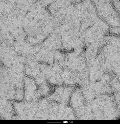 TEM of human recombinant tau wild-type PFFs (SPR-480) | TEM of human recombinant tau wild-type PFFs (SPR-480) | Thioflavin T assay of Tau Wild-Type fibrils (SPR-480) and monomers (SPR-479)