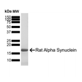 SDS-Page of Rat Alpha Synuclein Protein (SPR-481) | Thioflavin T Fluorescence Activity for Rat Alpha Synuclein Protein (SPR-481)