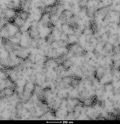 TEM of Rat Alpha Synuclein Pre-formed Fibrils (PFFS) (SPR-482). | TEM of Rat Alpha Synuclein Pre-formed Fibrils (PFFS) (SPR-482). | Thioflavin T Fluorescence Activity for Rat Alpha Synuclein Protein (SPR-482)