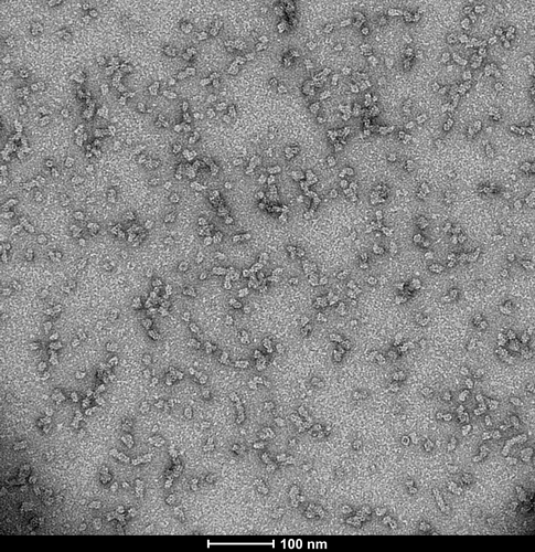 TEM of Human Recombinant Alpha Synuclein Oligomers (Kinetically Stable) (SPR-484). | Native PAGE of Human Recombinant Alpha Synuclein Oligomers (Kinetically Stable) (SPR-484). | Toxicity of Human Recombinant Alpha Synuclein Oligomers (Kinetically Stable) (SPR-484). | IHC of Human Recombinant Alpha Synuclein Oligomers (Kinetically Stable) (SPR-484).